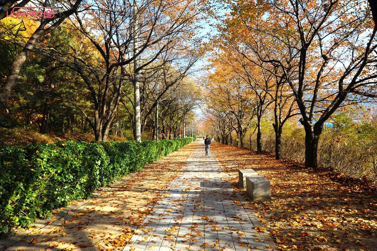 장지천 제방 산책로는 서울시의 유명한 벚꽃길 중 한곳이다. ⓒ조수봉