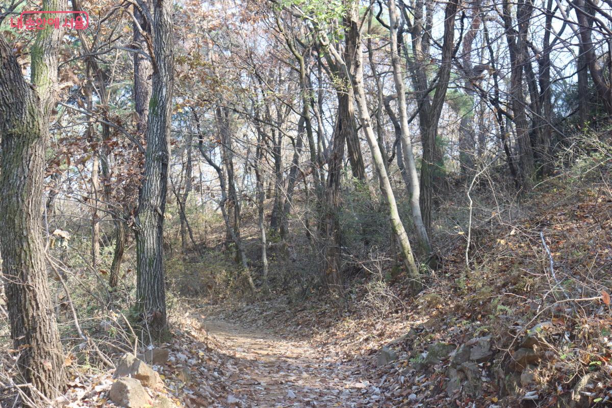 무장애길로 접어들면 아늑한 숲길이 펼쳐진다. ©조송연