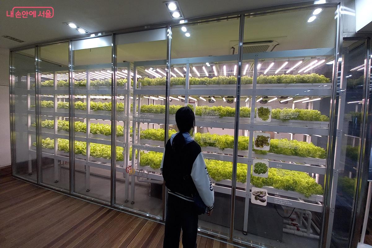 스마트 구로 홍보관에는 정보통신기술(ICT)을 활용한 스마트 팜이 있다. ©박유진
