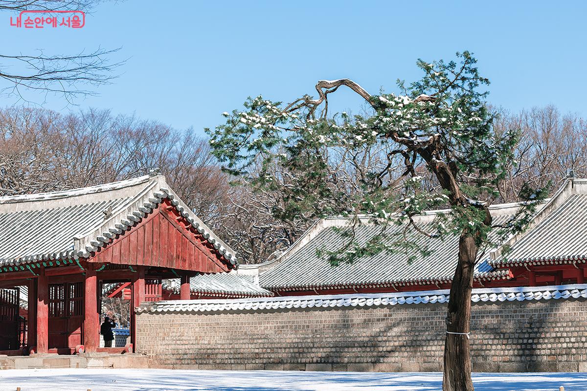 하얀 눈이 소복이 쌓인 겨울 종묘, 전통 담장과 소나무가 조화를 이루는 고즈넉한 풍경 &copy;문청야