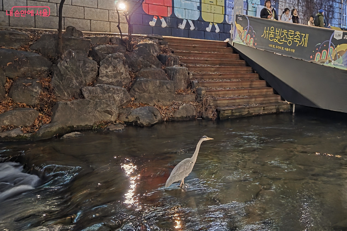  빛으로 물든 청계천, 인공적인 빛과 자연 생명 공존, 이 기묘한 풍경 &copy;장미화