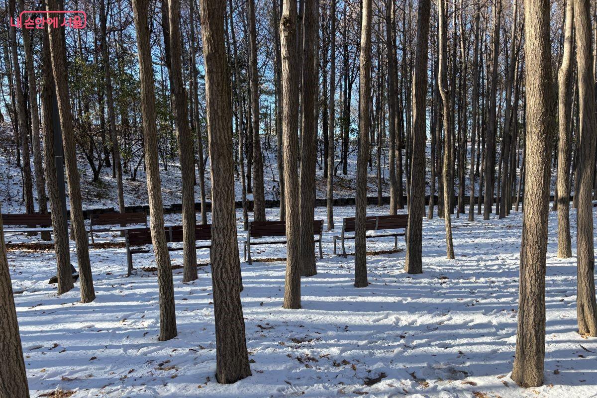 눈 내린 은행나무 숲 ©김아름