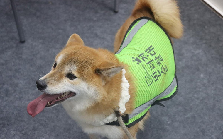 귀여운 반려견 순찰대부터 러닝 순찰대까지, 서울의 '안전 혁신' 총집합!