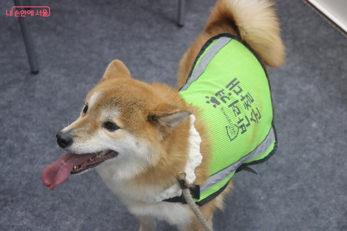 반려견 순찰대 형광 조끼를 입고 있다. ©조수연
