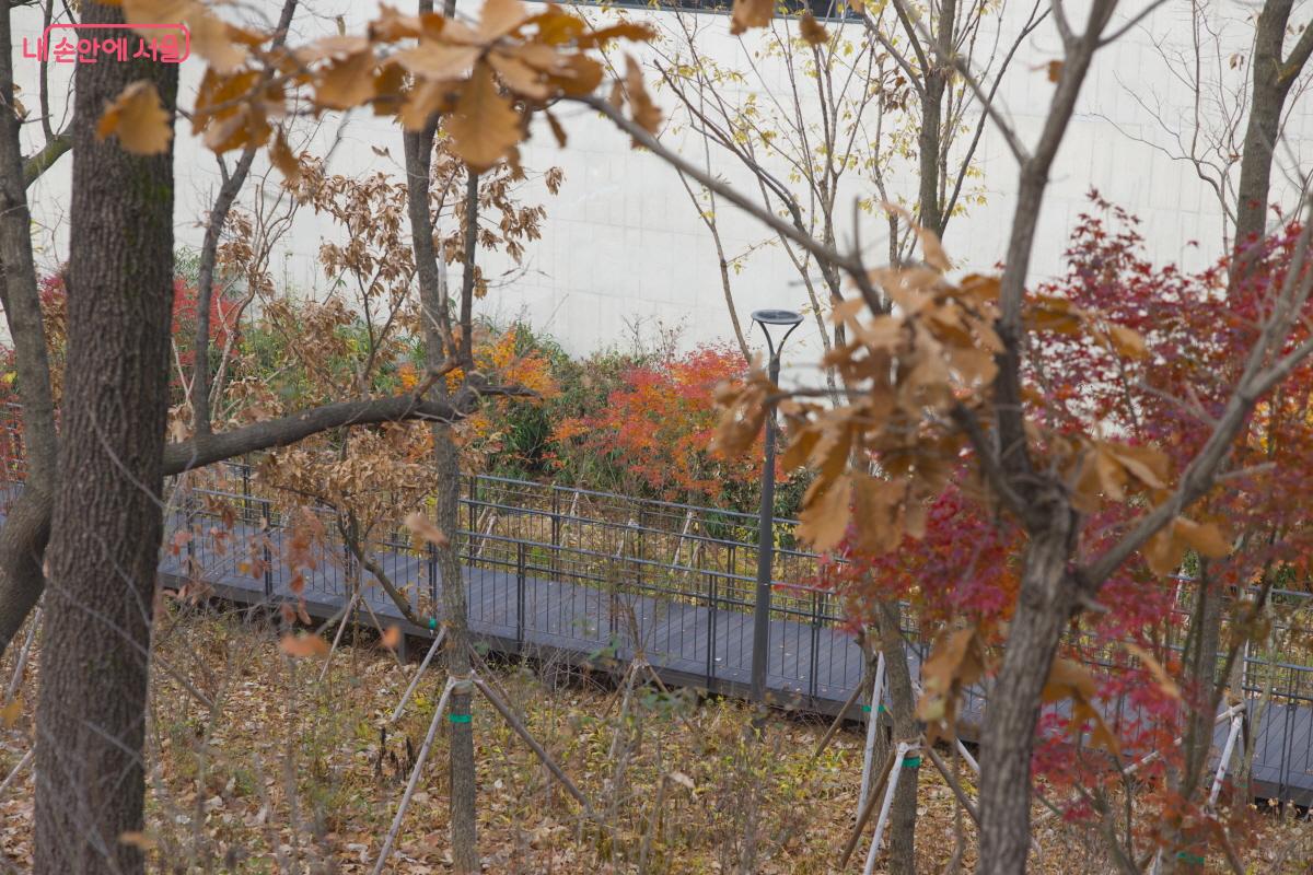 양천구의 적극 행정으로 새 생명을 얻은 지양숲공원 ©임중빈