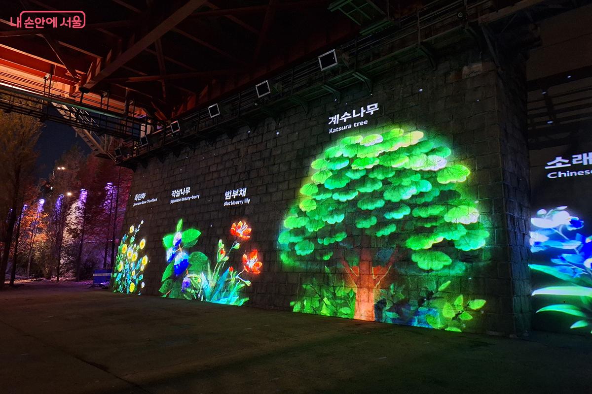 한강 수변에 자생하고 있는 나무와 풀들 ©정향선