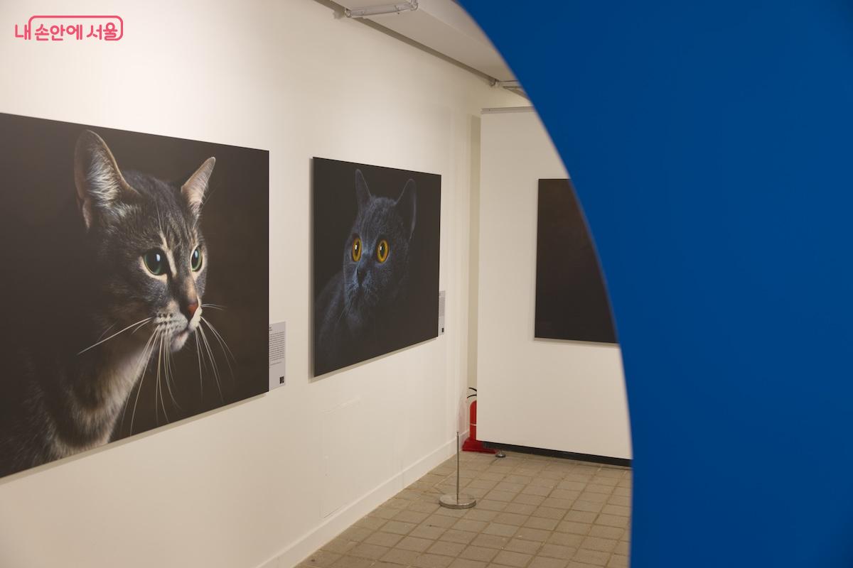 강아지와 고양이 그리고 동물들을 좋아하는 사람들이라면 추천하는 전시다. ©임중빈