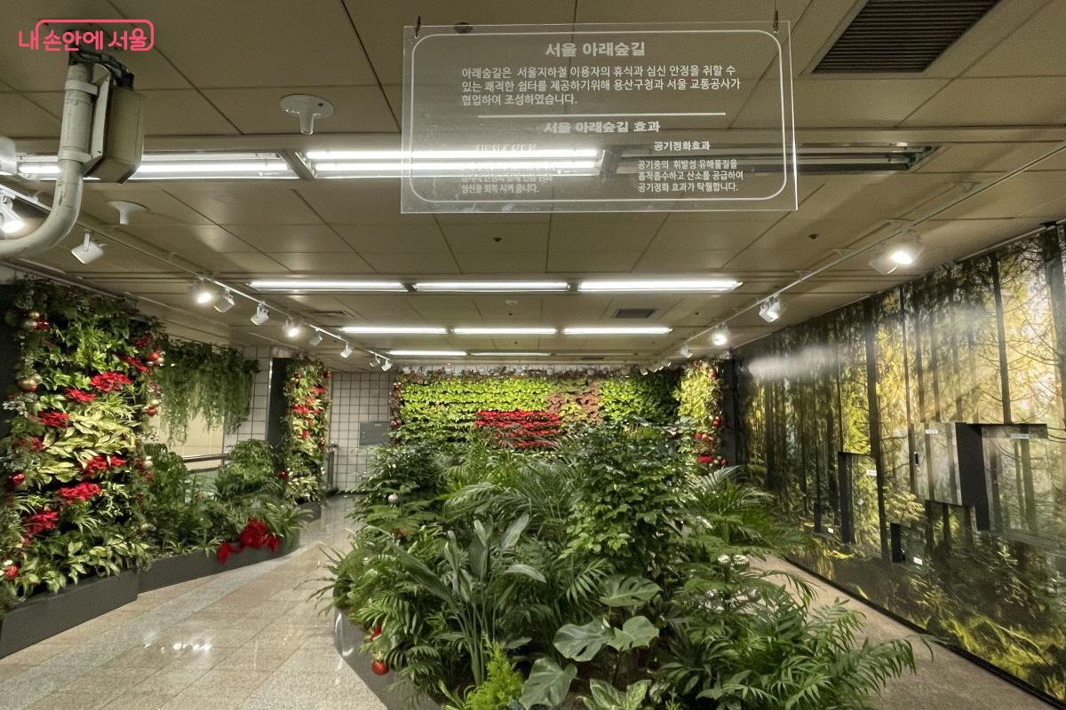 초록빛 화단에 빨간 포인세티아와 벨벳 리본 등이 어우러진 삼각지역 &lsquo;서울 아래숲길&rsquo; &copy;이정민