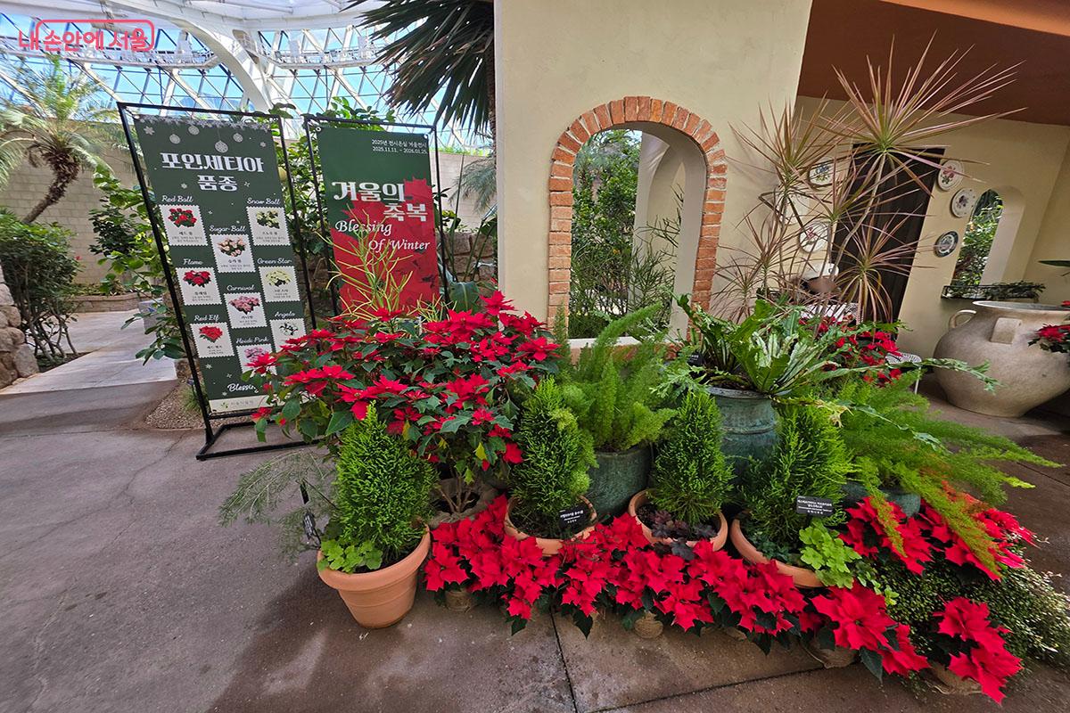 다양한 포인세티아가 있는 ‘윈터가든’ ©이정민