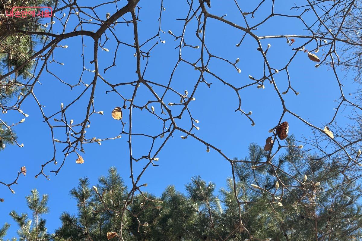 내년에 피울 꽃눈을 보호하기 위해 솜털로 둘러싸인 목련 ©김아름