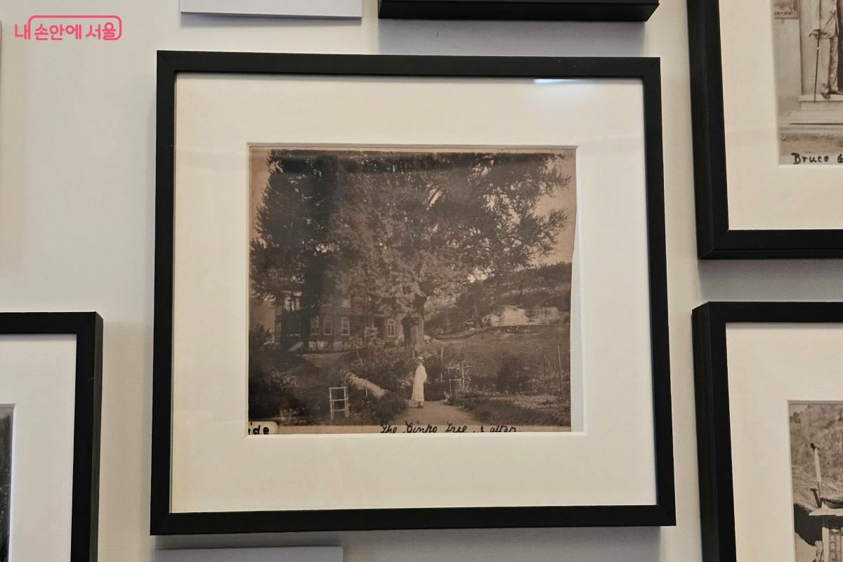 김주사의 외손자가 그린 ‘1926년 이전 딜쿠샤와 은행나무 앞의 김주사’와 옛 사진 ©이선미 