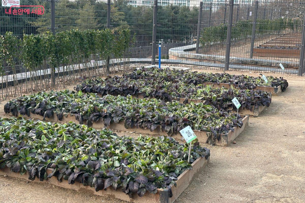 친환경 텃밭에는 지역 주민들이 심어 놓은 농작물이 자라고 있다. &copy;김재형