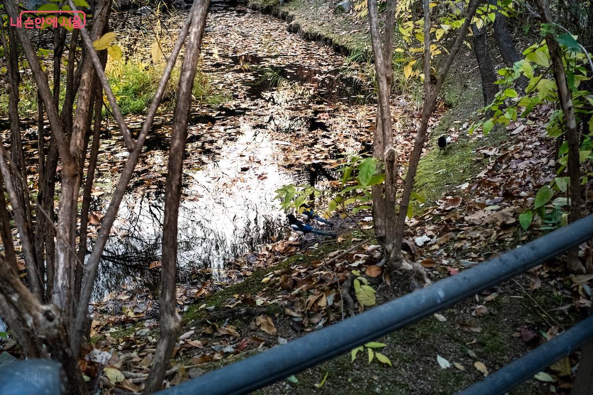 여의도공원 내 생태연못에서는 까치들이 몸단장을 한다. &copy;이진형