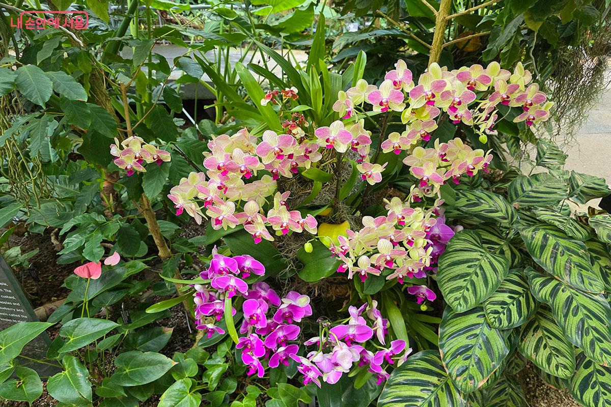 난초의 다양함을 볼 수 있는 ‘윈터가든’ ©이정민