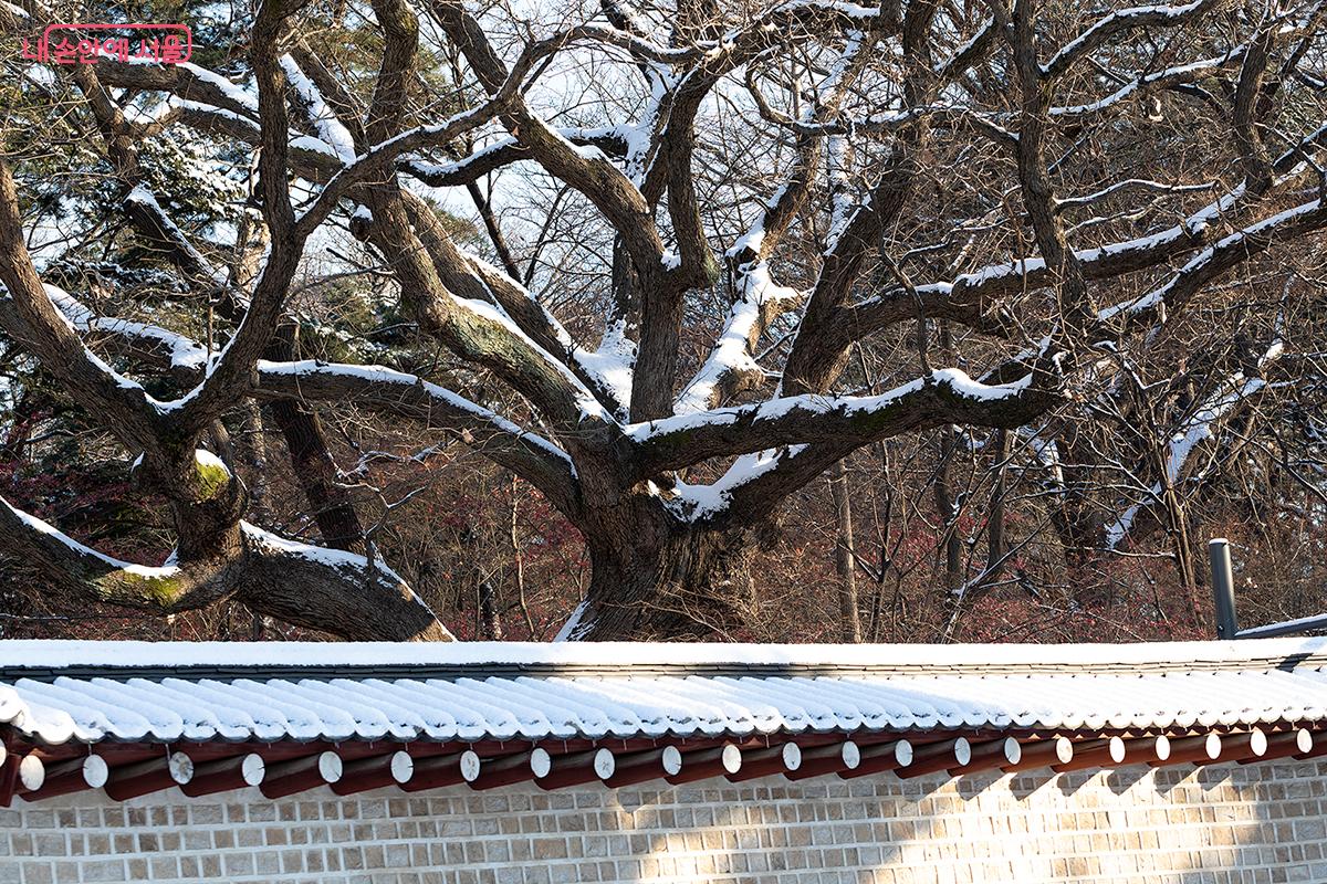 종묘 담장 너머 고목에 하얀 눈이 쌓여 한 폭의 동양화를 보는 듯했다. &copy;문청야