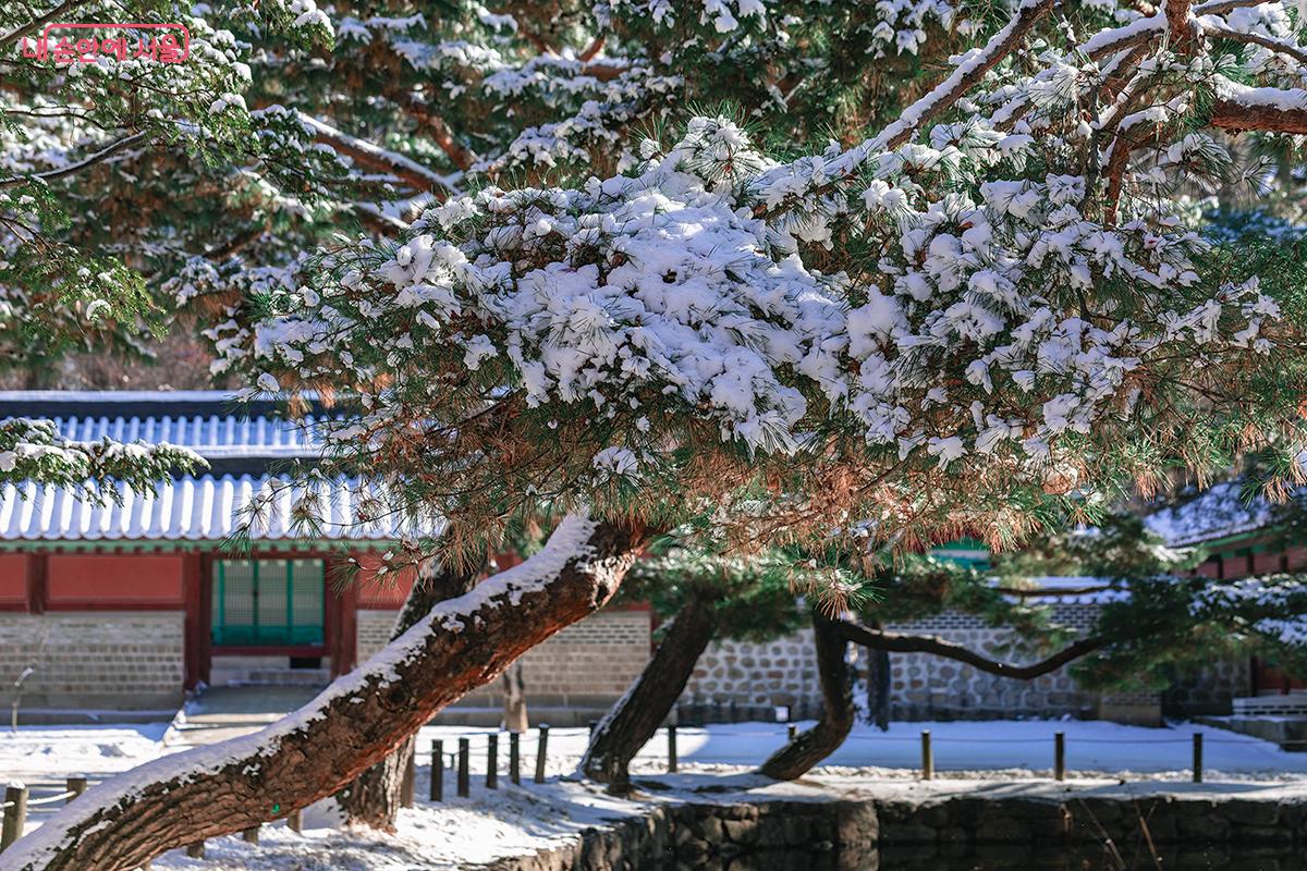 눈꽃처럼 소복이 쌓인 소나무 가지와 고즈넉한 종묘의 한옥 지붕, 겨울이 선사하는 고요한 아름다움 &copy;문청야