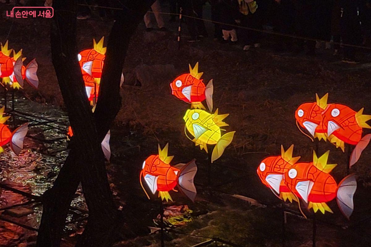 잉어킹 떼 사이에서 황금잉어킹을 발견할 수 있다. &copy;이동영