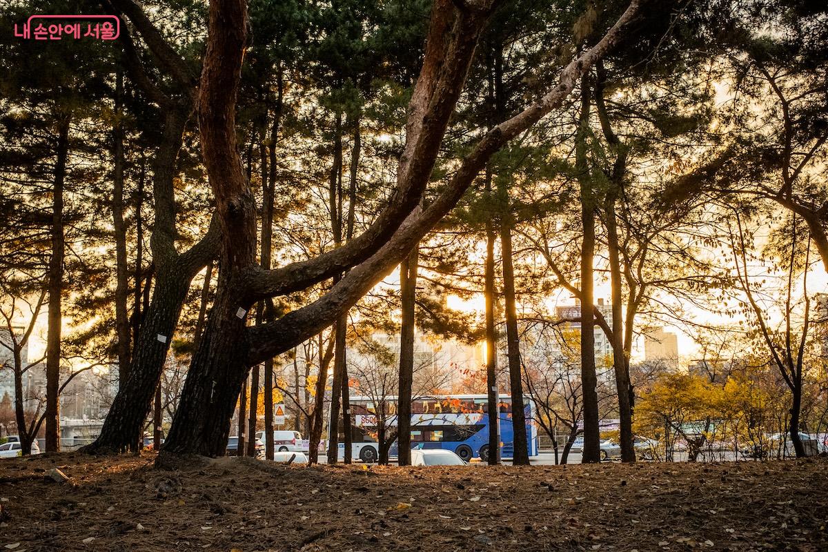 여의도공원 자연생태의숲에 찾아온 겨울 풍경 &copy;이진형