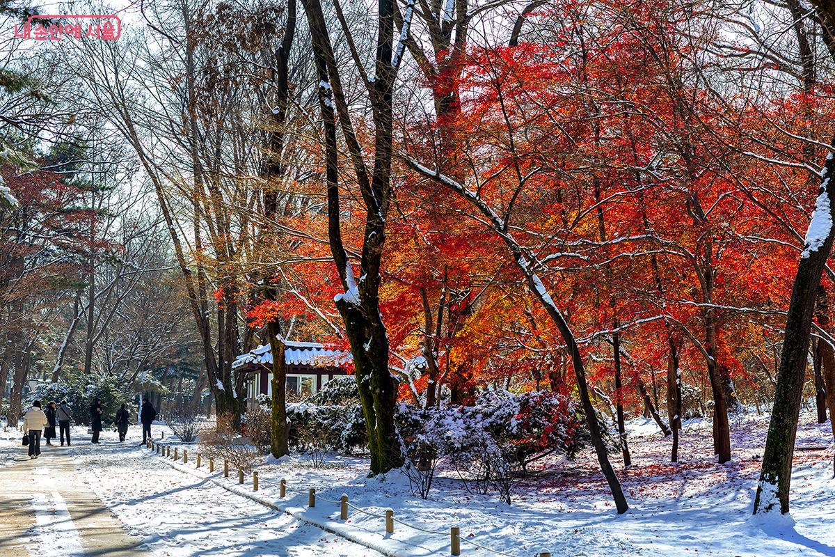 서로 다른 계절이 만나는 이 순간, 자연은 찬란함과 고요함을 동시에 품고 있다. &copy;문청야