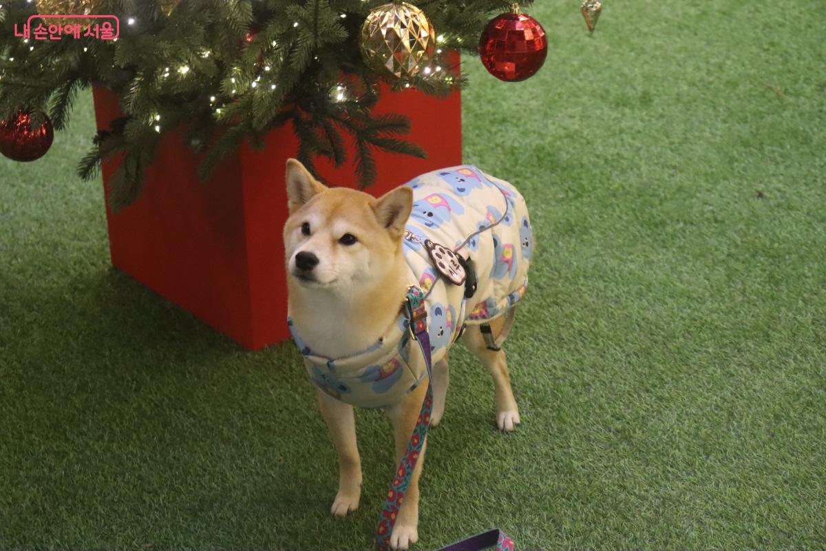 포토존과 강아지 &copy;조송연