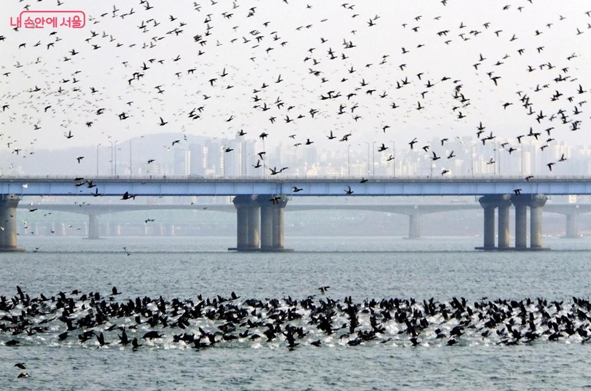 겨울철 한강에 찾아온 귀한 손님 철새 ⓒ김종성 