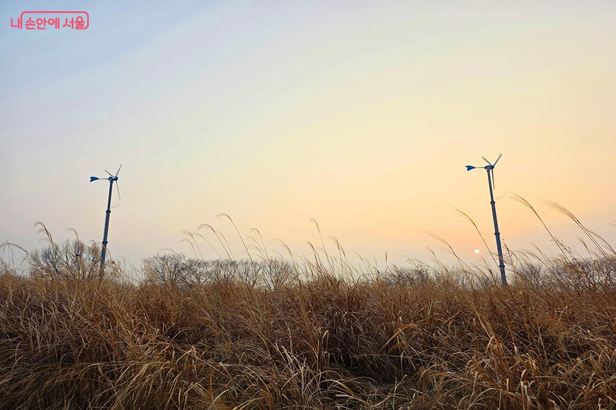 금빛 억새 풍경과 하얀 풍력발전기가 어우러진 모습은 마치 한 폭의 그림 같다. &copy;이정민