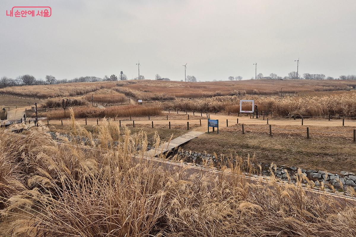 겨울 억새와 함께 한 하늘공원은 서울 시민들에게 사계절 내내 자연의 생명력과 평화로운 위안을 주는 소중한 공간이 될 것이라는 확신을 준다.