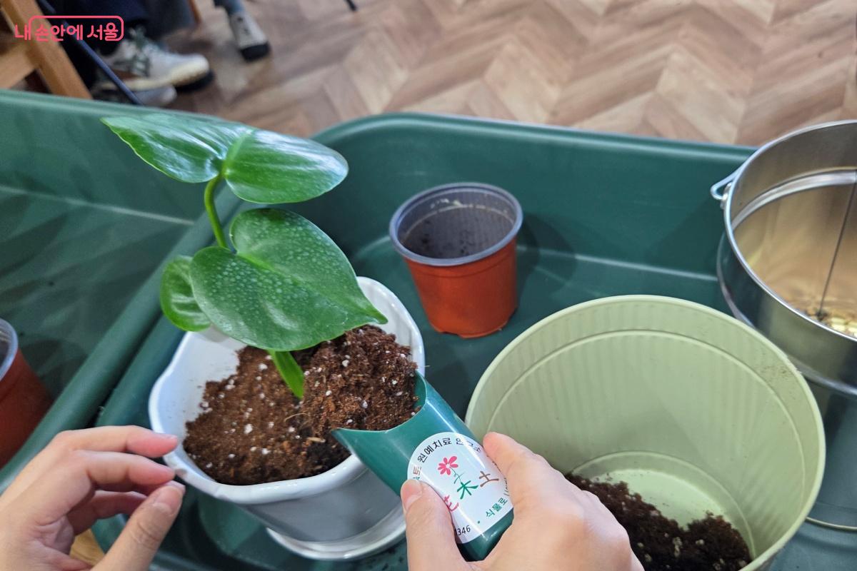 식물을 화분에 넣고, 배양토로 채워준다. &copy;김미선