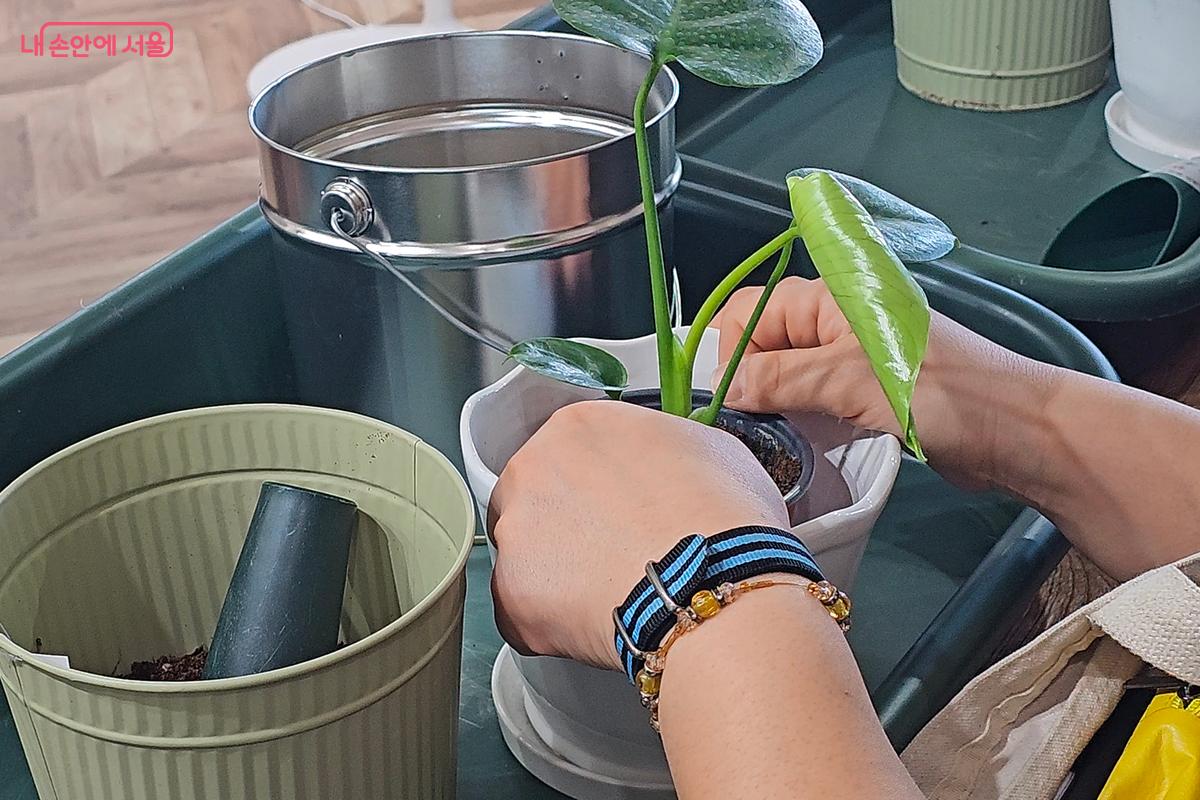 마사토가 깔린 화분에 몬스테라를 심는다 ⓒ오도연