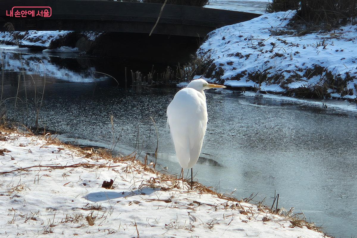고덕천에서 먹이 사냥에 열중하고 있는 왜가리 ©백승훈