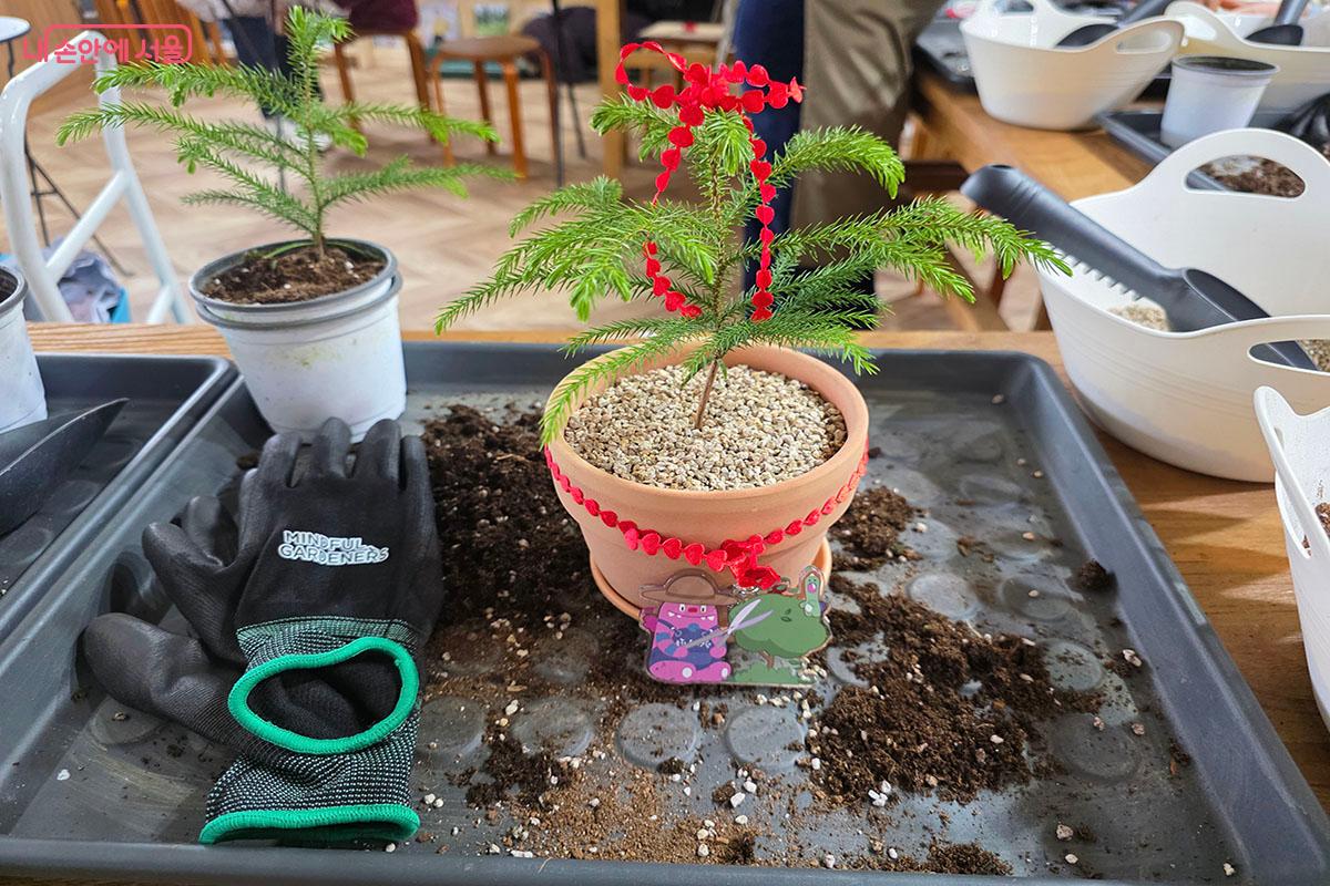 서울정원문화힐링센터에서 만든 아라우카리아 식물과 해치와 현무 키링 &copy;이정민