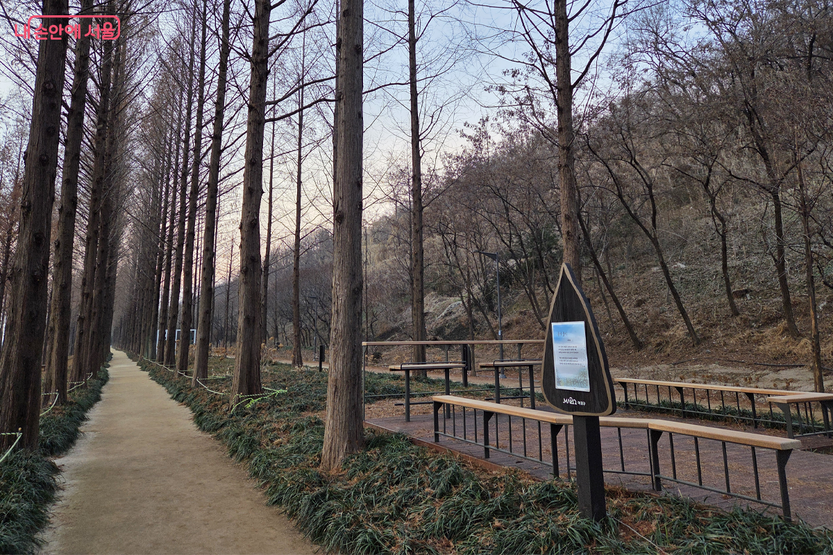겨울 잎 떨어져도 웅장한 모습의 메타세쿼이아길 사이 시를 보면 미소가&copy;장미화