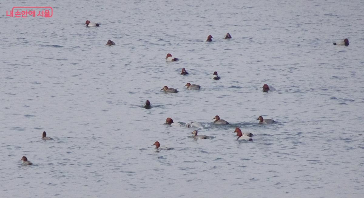 수영은 물론 잠수도 능한 흰죽지 ⓒ김종성