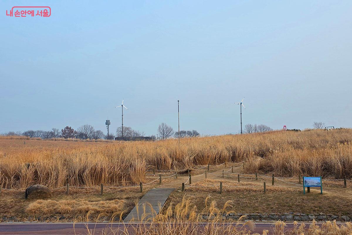 금빛 억새로 물든 하늘공원의 겨울 풍경 &copy;이정민