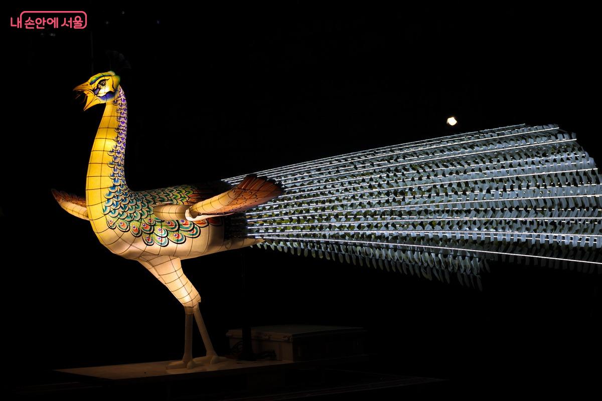 공작새가 날개를 접었다 펼쳤다 하는 모습은 절로 발걸음을 멈추게 했다. &copy;박성환