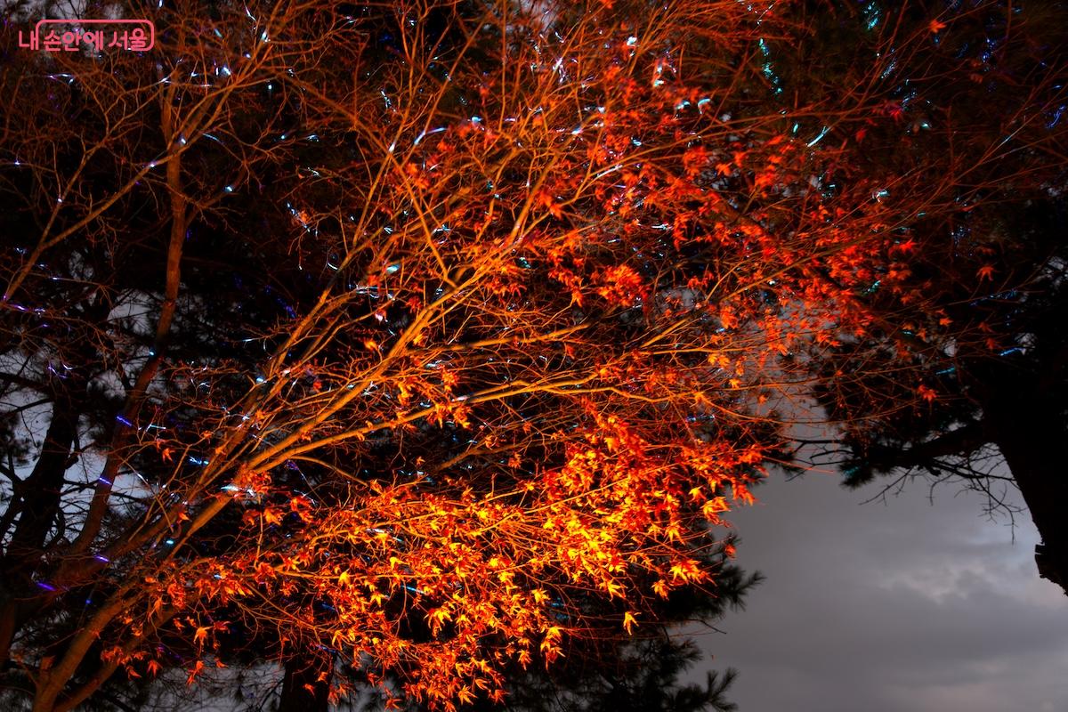 바닥은 고보조명으로, 상부는 나무를 비추는 레이저로 야경을 구성하는 방식이다. &copy;임중빈