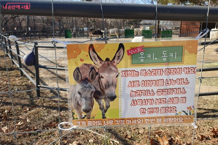 서울어린이대공원 당나귀 &lsquo;옹키와 동키&rsquo; &copy;김병규