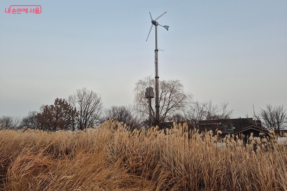갈대숲 사이로 우뚝 솟은 하늘공원의 전력 수요를 담당하는 풍차의 모습