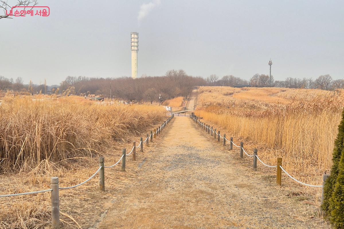 억새 사이를 거닐며, 도시 속에서 복잡했던 마음이 평온해지는 것을 느낀다.