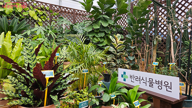 광역 반려식물병원이 영상진료, 원격상담 등 반려식물 진료 서비스를 업그레이드한다. 