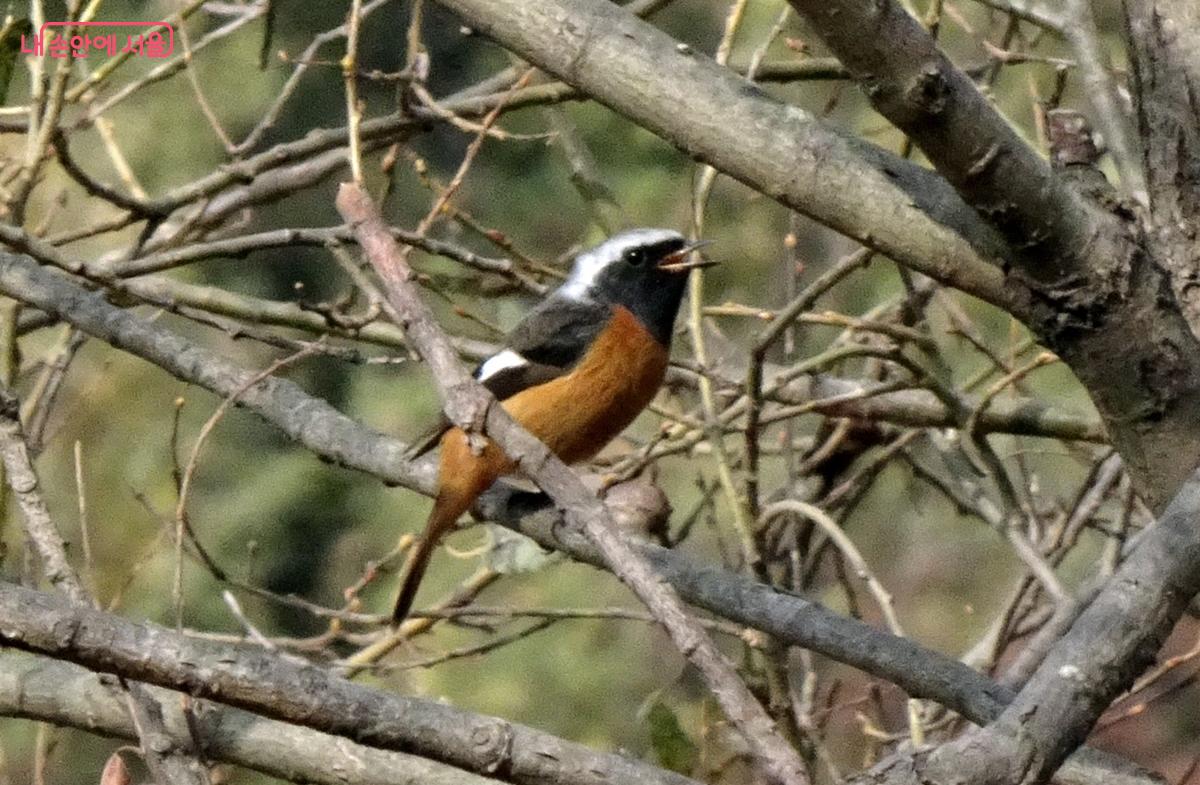 나뭇잎이 없어 겨울에 더 잘보이는 숲속 새들 ⓒ김종성 