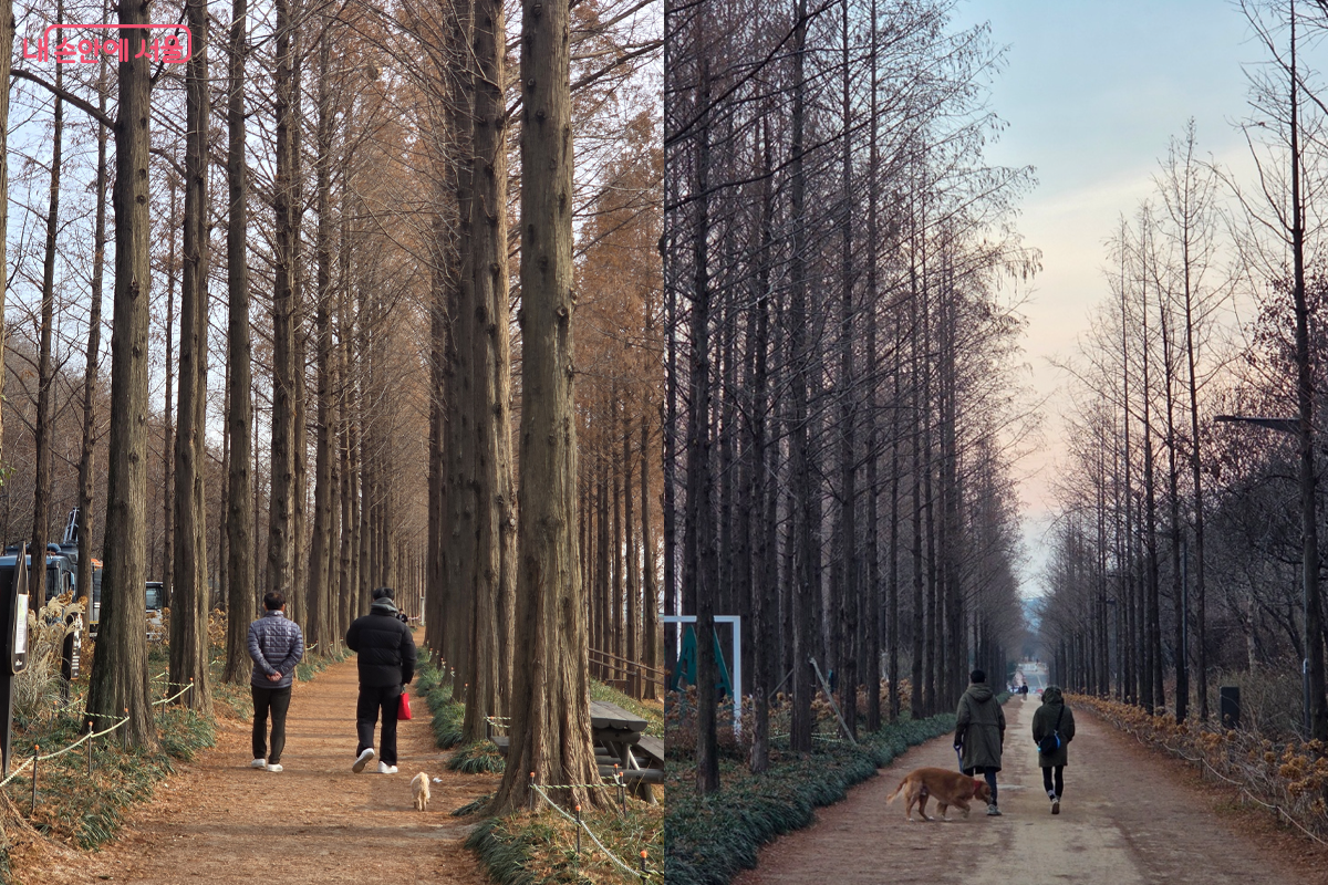 작은 반려견, 대형 반려견과 산책하는 가족들 모습 멋진 풍경을 만들다 &copy;장미화