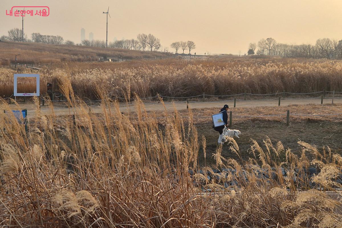 가을의 억새가 화려한 주인공 같았다면, 겨울의 억새는 세월의 깊이를 아는 현자(賢者) 같다. 