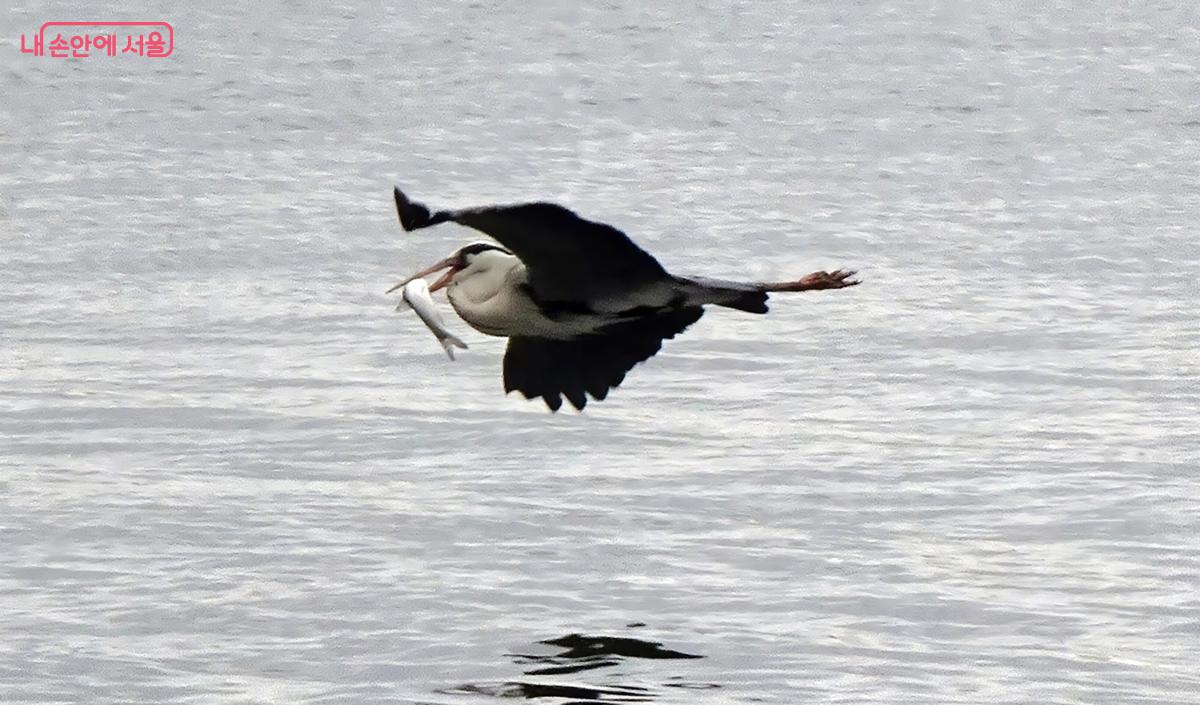 강물 위를 날다가 물고기를 낚은 왜가리 ⓒ김종성