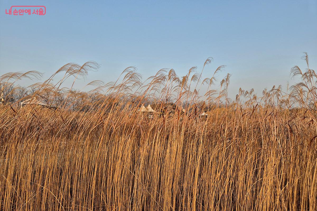 하늘공원 입구에서부터 차가운 강바람을 머금은 억새들이 나지막이 속삭이는 듯하다. 