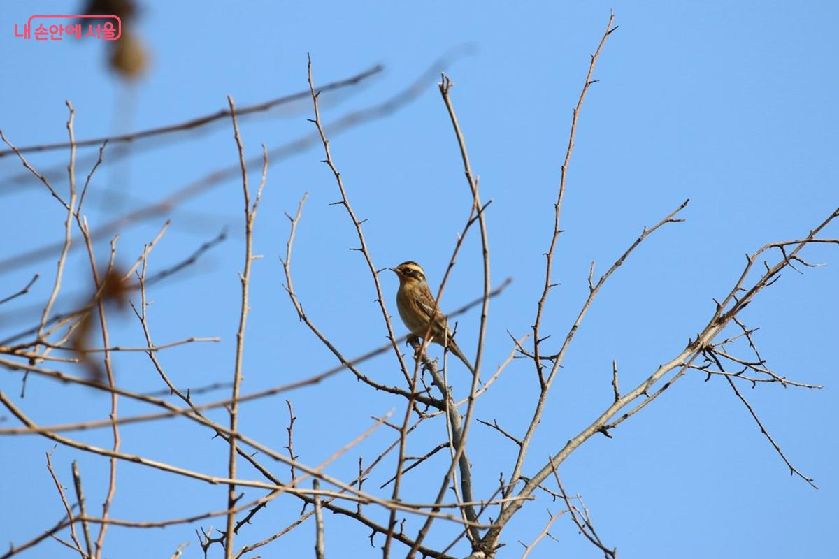 억새밭은 새들의 중요한 생태 공간으로 생태적인 의미도 크다. &copy;경희대조류연구소 이진원 박사
