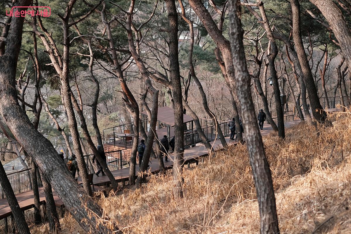 처음부터 끝까지, 우거진 소나무 숲길을 따라 지그재그로 낸 완만한 데크길을 걷게 된다. &copy;김아름