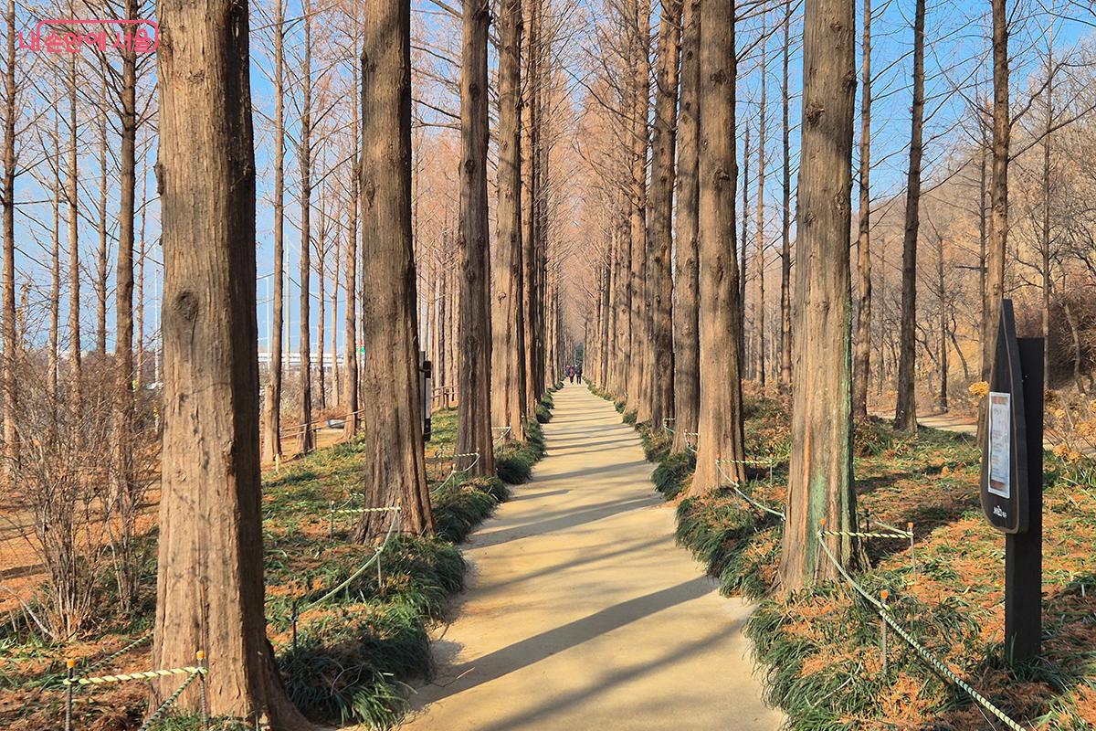 메타세쿼이아 나무는 사계절의 변화가 뚜렷한 것으로 유명한데, 겨울에는 잎이 떨어지고 매마르면서도 거대한 모습을 보여준다.