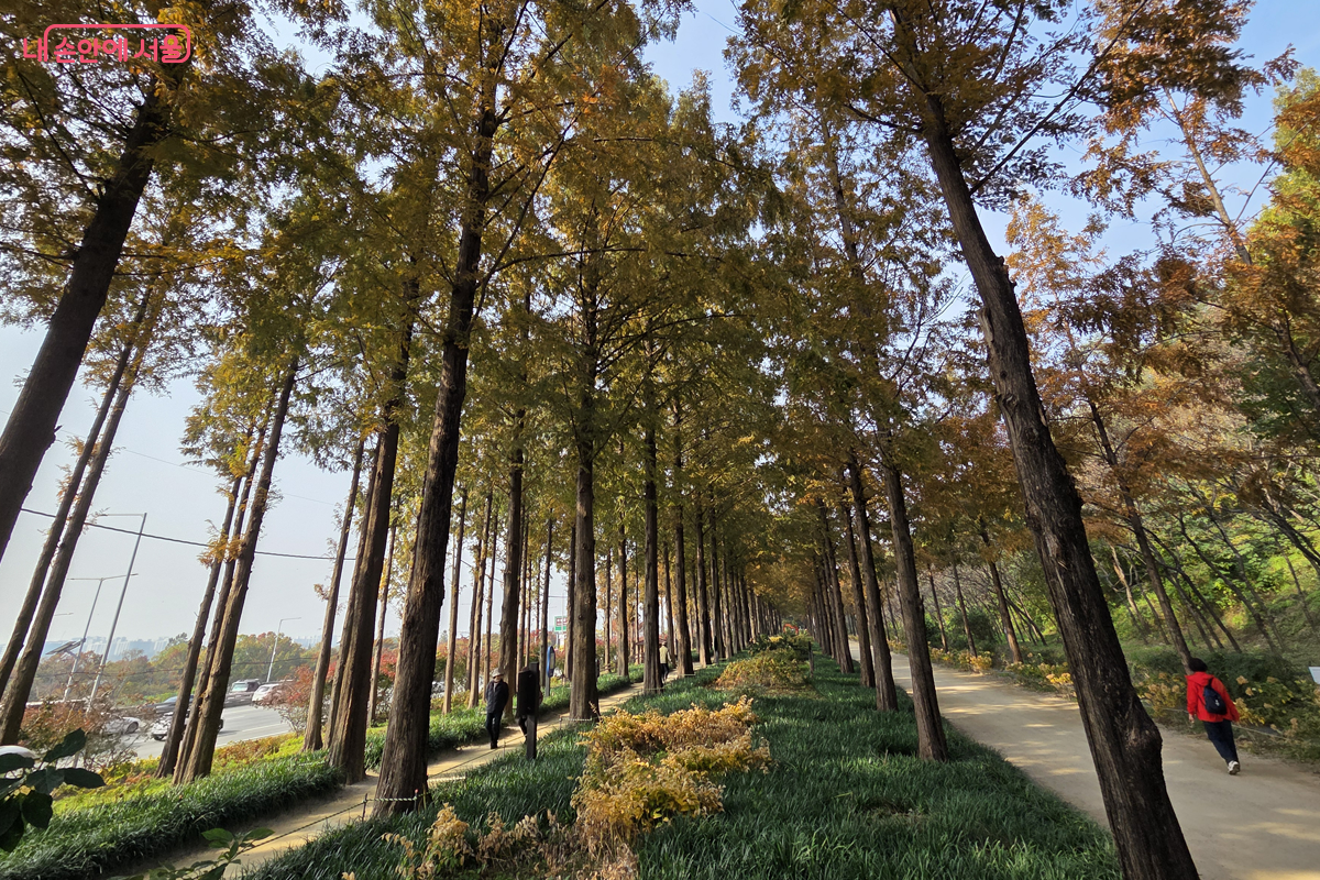 하늘공원 남측에 조성된 메타세쿼이아길은 시원하게 뻗은 산책로&copy;장미화