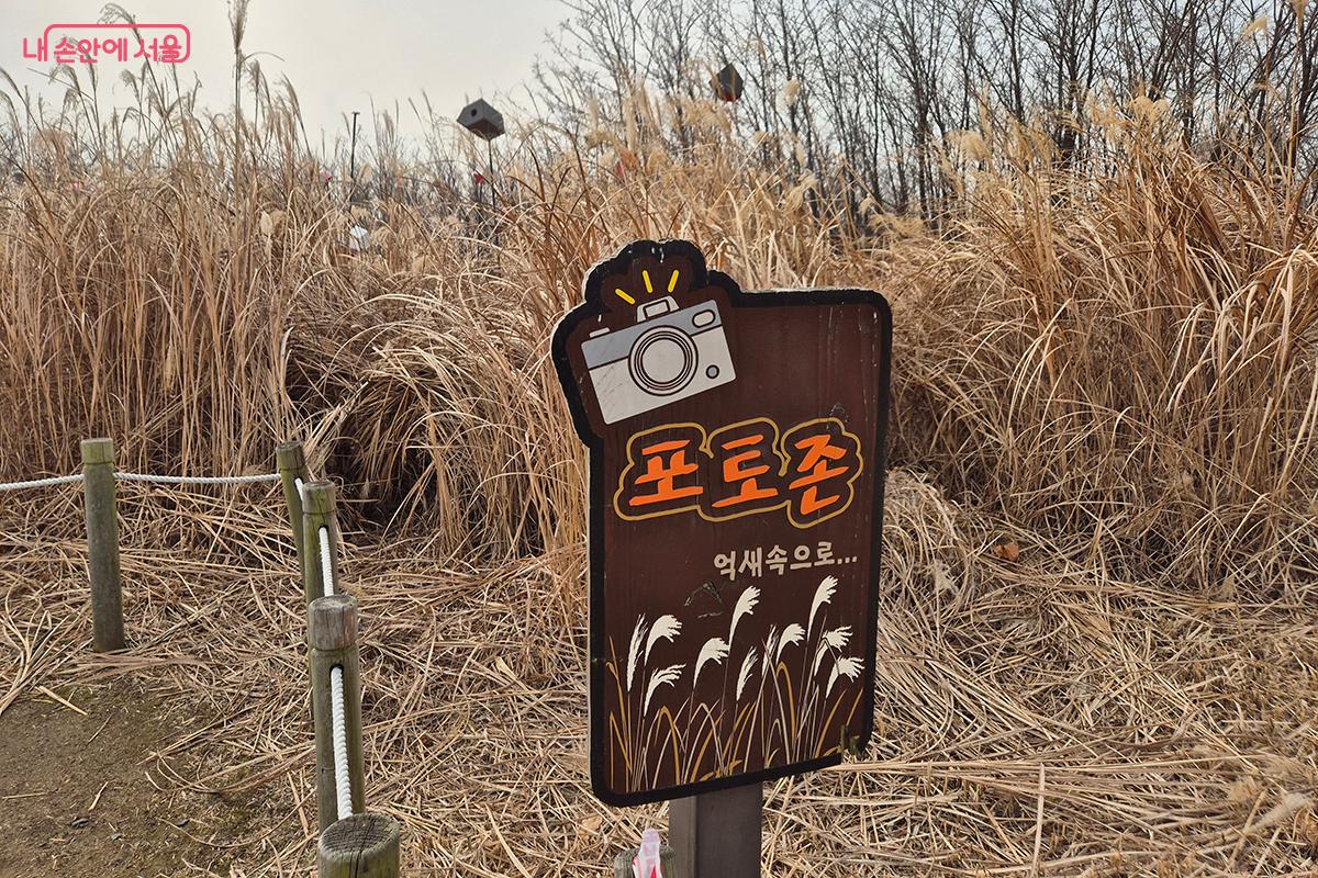 갈대숲 사이 사이에 포토존이 설치되어 시민들의 인기를 끌었다.
